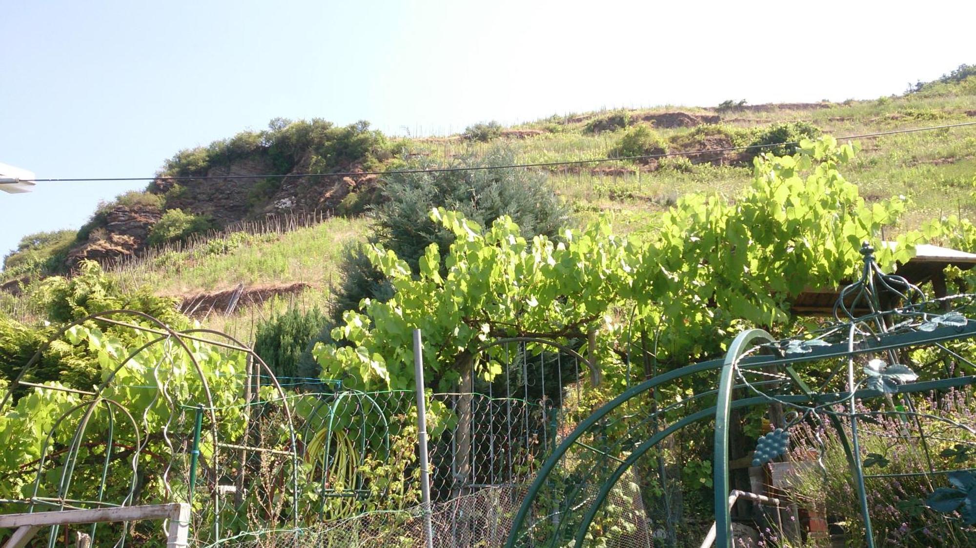 شقة Mosel View زيل ان دير موسل الغرفة الصورة